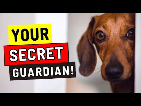 Your Dog Does For You (Without You Realizing It!) ezehire