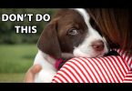 7 Things Dogs Hate That Humans Do