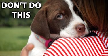 7 Things Dogs Hate That Humans Do
